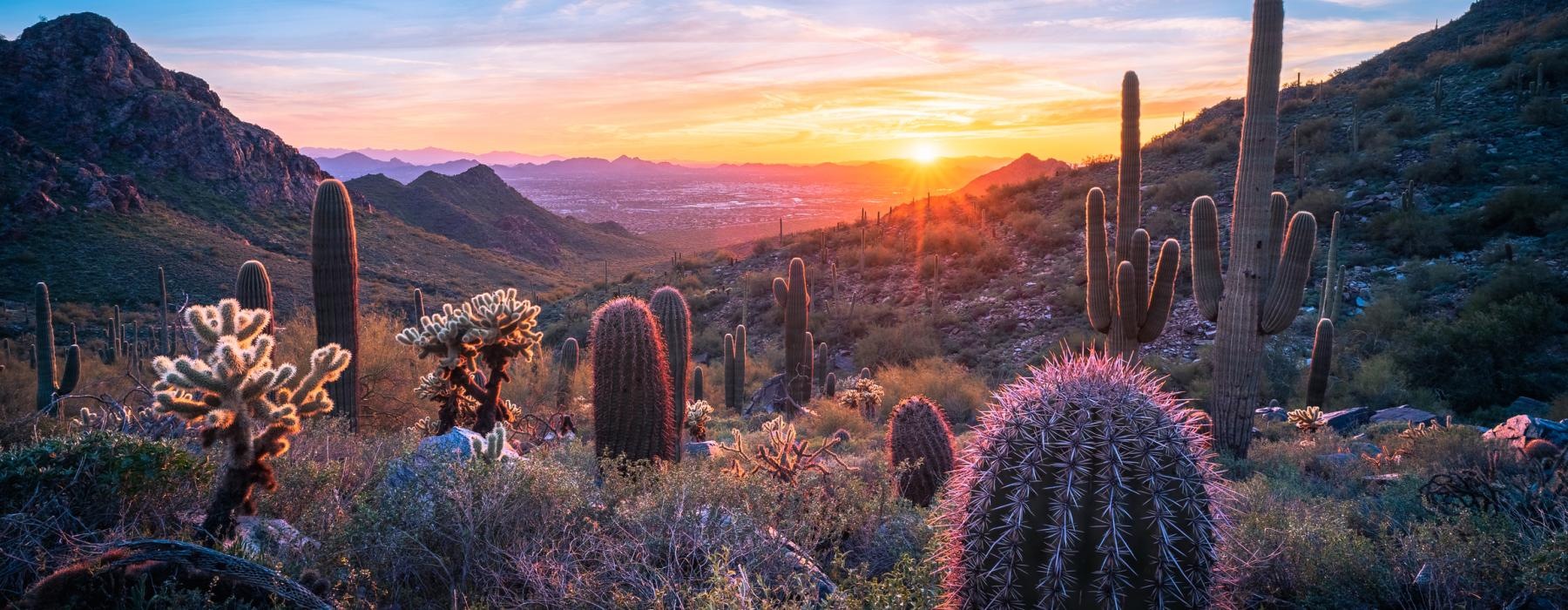 a desert landscape with cactus